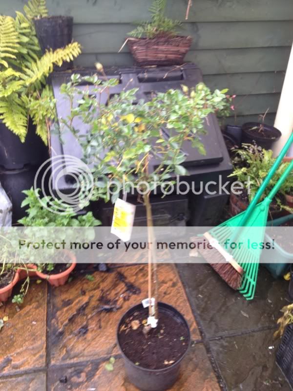 Photobucket Pictures, Images and Photos